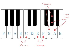 Cung và nửa cung